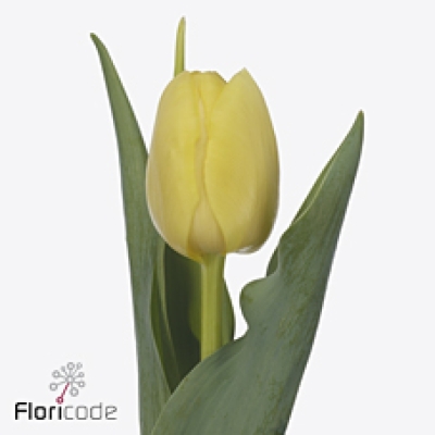 Tulipán DU SWEET LEMON