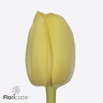 Tulipán DU SWEET LEMON
