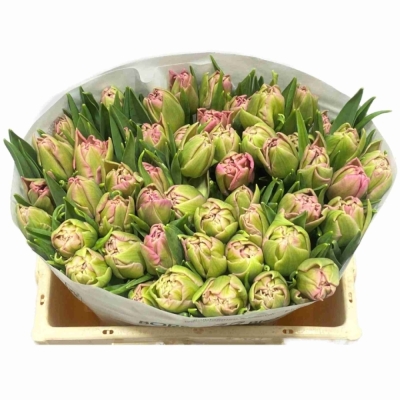 Tulipán DU TOUCHSTONE