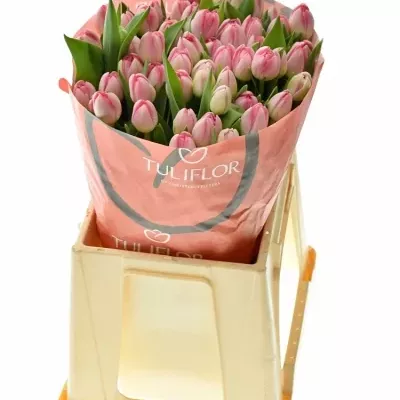 Tulipán DU UP PINK 38cm/30g