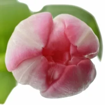 Tulipán DU UP PINK 38cm/30g