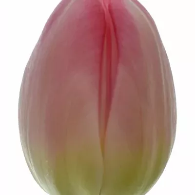 Tulipán DU UP PINK 38cm / 30g