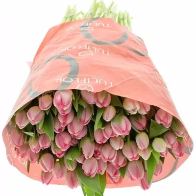 Tulipán DU UP PINK 38cm/30g