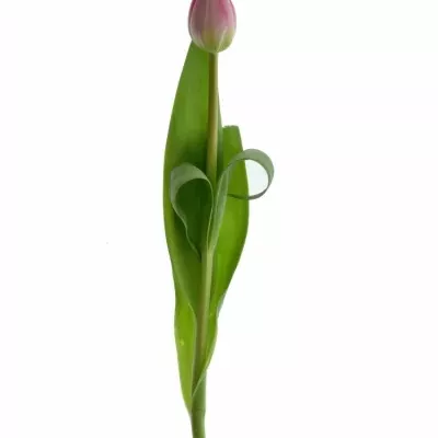 Tulipán DU UP PINK 38cm/30g