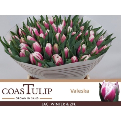 Tulipán DU VALESKA 36 cm / 36 g