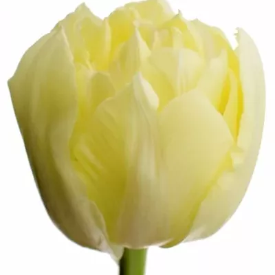 Tulipán DU VERONA 36cm/34g