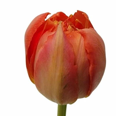 Tulipán DU VIKING 37cm/36g