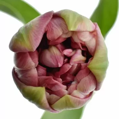 Tulipán DU WEDDING GIFT 38cm/42g