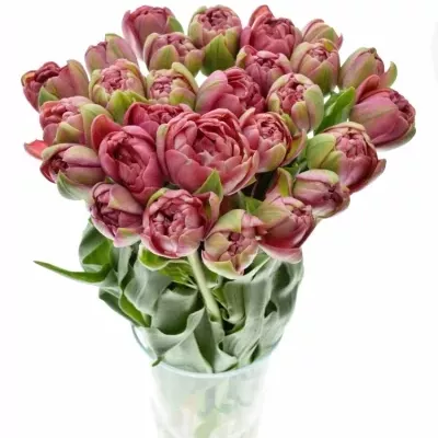 Tulipán DU WEDDING GIFT 38cm/42g