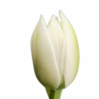 Tulipán DU WHITE HEART 38cm/36g