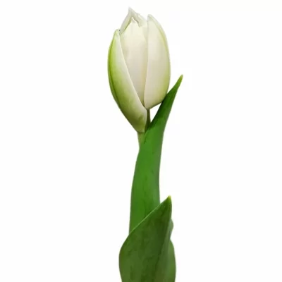 Tulipán DU WHITE HEART