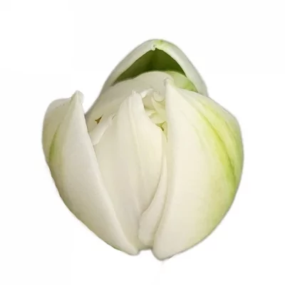 Tulipán DU WHITE HEART