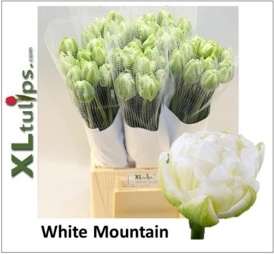 Tulipán DU WHITE MOUNTAIN 55 cm / 50 g