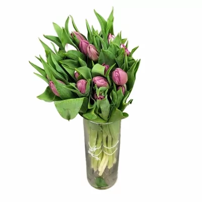 Tulipán DU WORLD BOWL