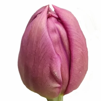 Tulipán DU WORLD BOWL
