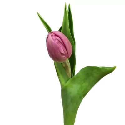 Tulipán DU WORLD BOWL