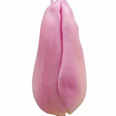 Tulipán EN AAFKE 36cm/28g