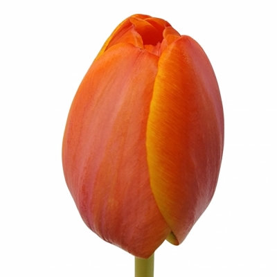 Tulipán EN AD REM 36cm/36g