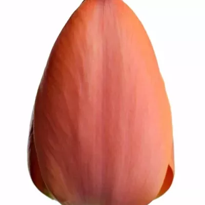 Tulipán EN AD REM