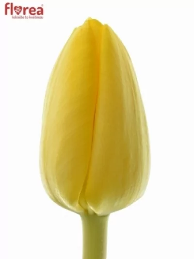 Tulipán EN AGRASS GOLD 36cm/30g