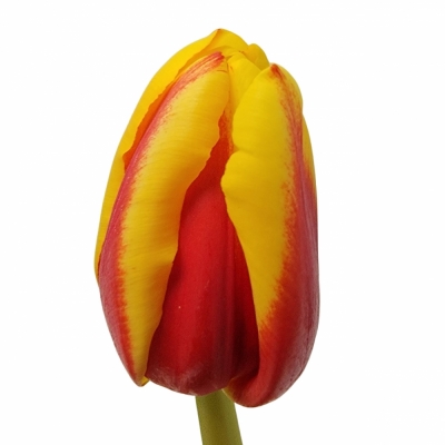 Tulipán EN AMBITION 38cm/42g