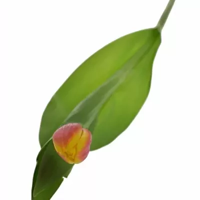 Tulipán EN ANDRE CITROEN