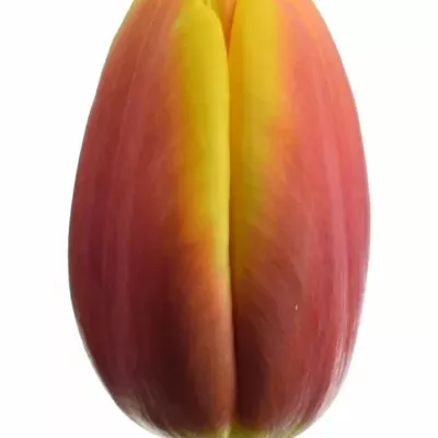 Tulipán EN ANDRE CITROEN 40cm/30g