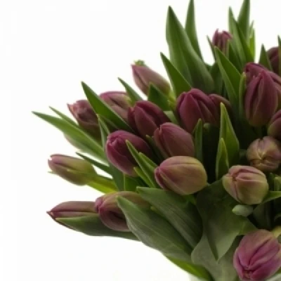 Tulipán EN ANITA PURPLE ANGEL