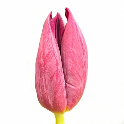 Tulipán EN ANITA WITZIER 42 cm / 38 g