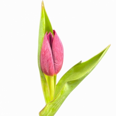 Tulipán EN ANITA WITZIER