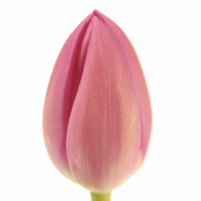 Tulipán EN ANNACONDA 30cm/30g