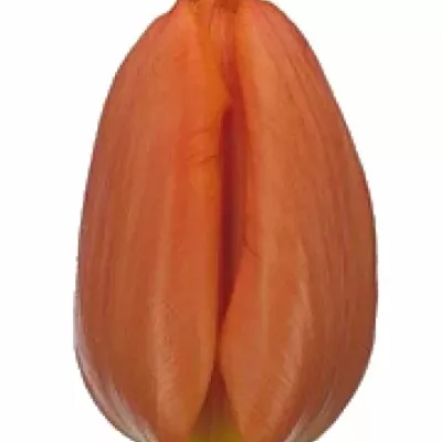 Tulipán EN ANNIE Schilder 35cm / 25g