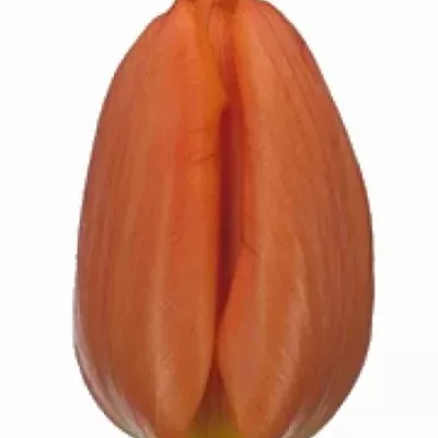 Tulipán EN ANNIE SCHILDER 35cm/25g