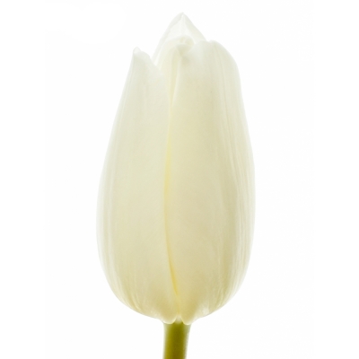 Tulipán EN ANTARCTICA 30cm/30g