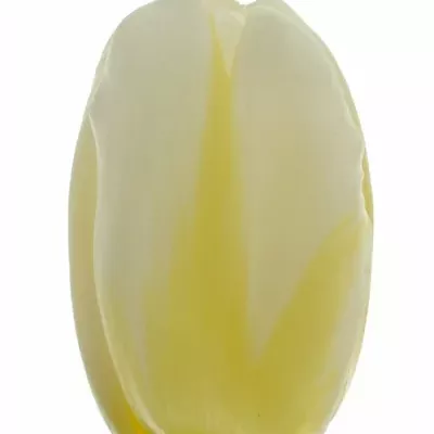 Tulipán EN ANTARCTICA FLAME 38cm/36g