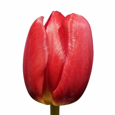 Tulipán EN ANTARCTICA LOVE