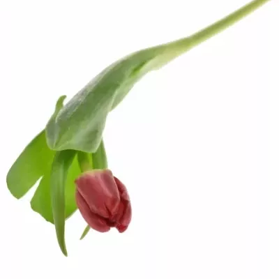 Tulipán EN ANTARCTICA LOVE