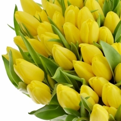 Tulipán EN ANTARCTICA SUN