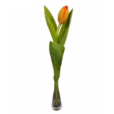 Tulipán EN APELDOORN´S ELIT