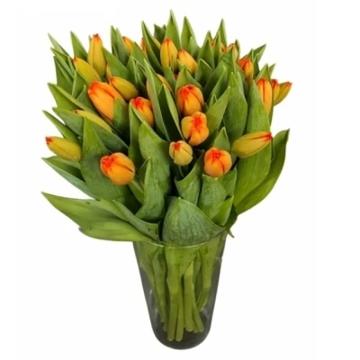 Tulipán EN APELDOORN´S ELIT
