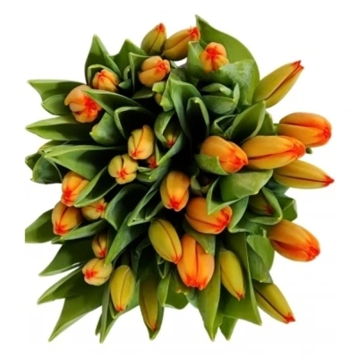 Tulipán EN APELDOORN´S ELIT