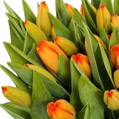 Tulipán EN APELDOORN´S ELIT