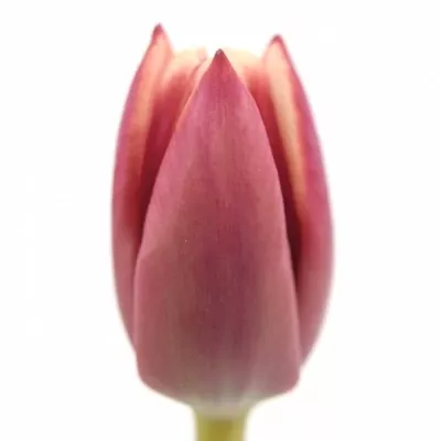 Tulipán EN ARMANI 35cm/30g