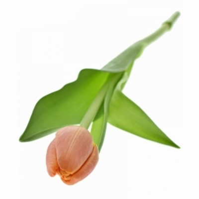 Tulipán EN ASAHI 38 cm / 34 g