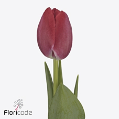 Tulipán EN ASSISI 38 cm / 34 g