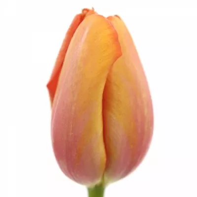 Tulipán EN AVIGNON 65cm/60g