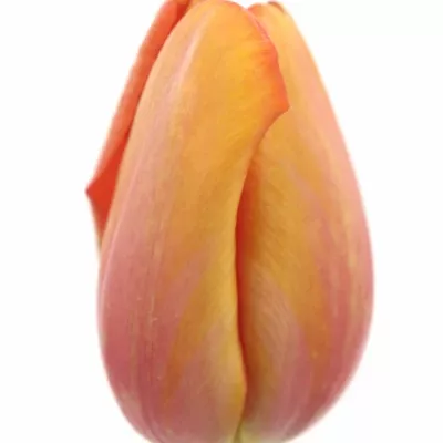 Tulipán EN AVIGNON 70cm/70g