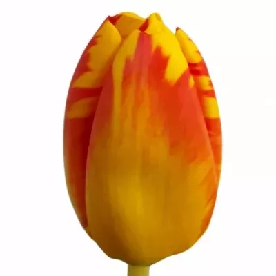 Tulipán EN BANJA LUKA 40cm/35g