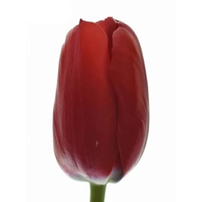 Tulipán EN BAZOOKA 40 cm / 56 g