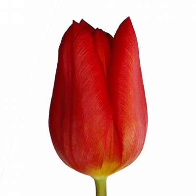 Tulipán EN BEN VAN Zanten 35cm / 25g